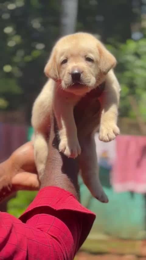Beagle Black & Tan Puppy, farm video