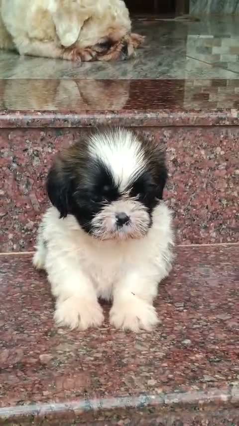Shih Tzu | Black Color, farm video