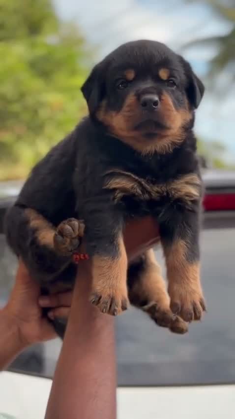 Rottweiler Puppy, farm video