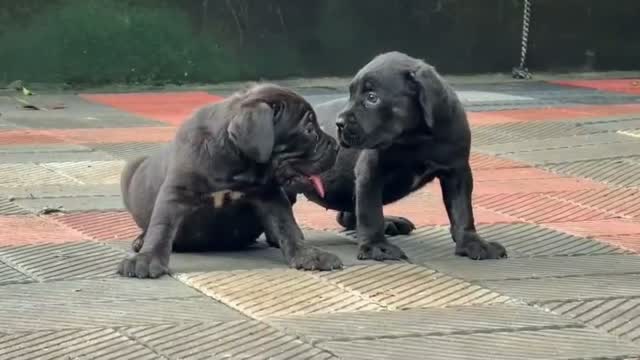 Cane Corso Puppy | Brindle, farm video