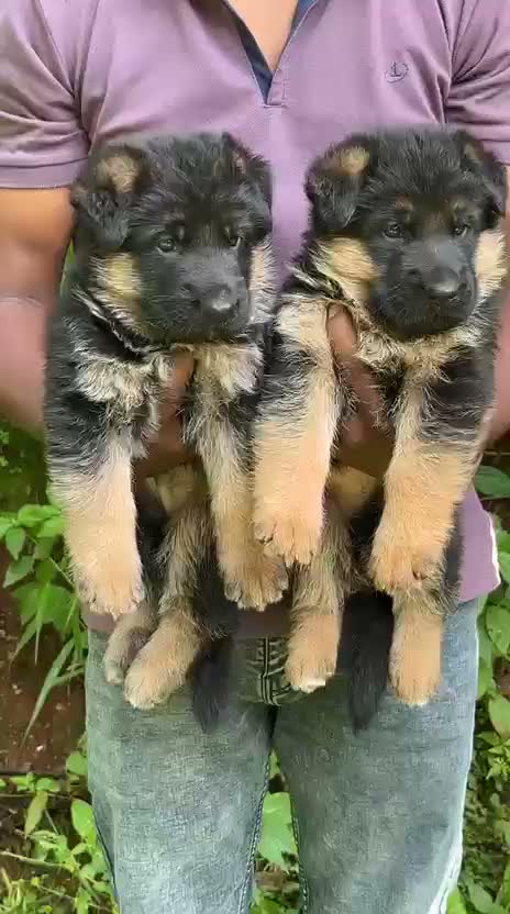 German Shepherd Puppy, farm video