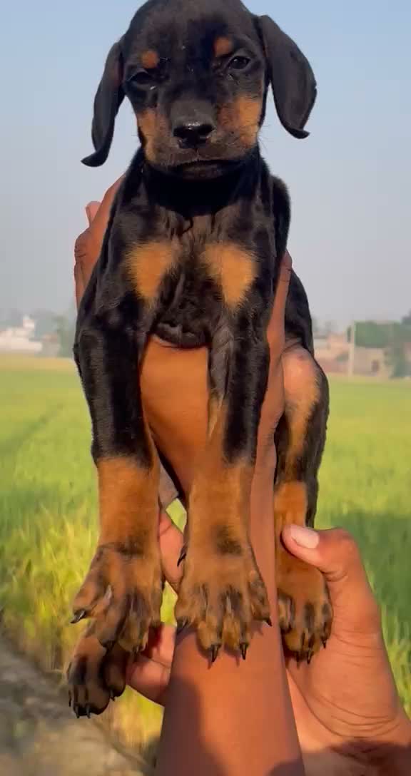 Doberman Pinscher Puppy | Brown & Tan, farm video