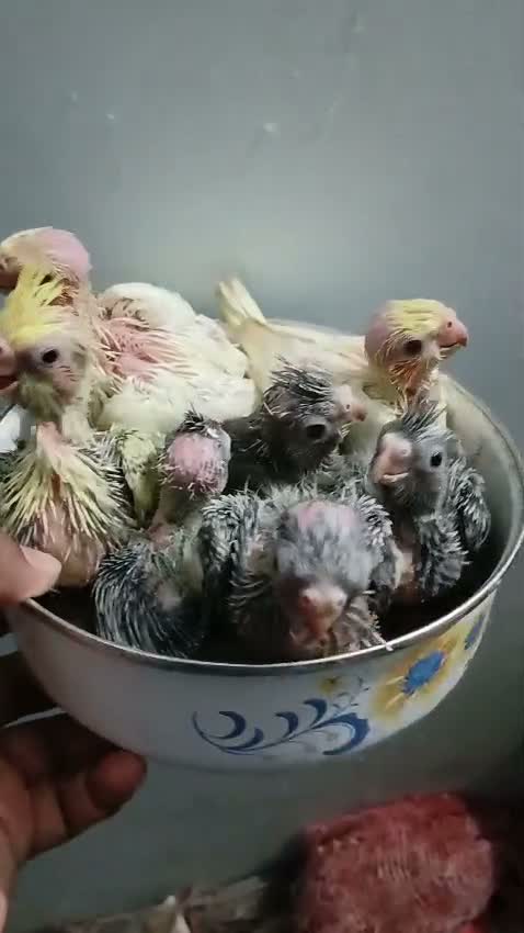 Cockatiel, farm video