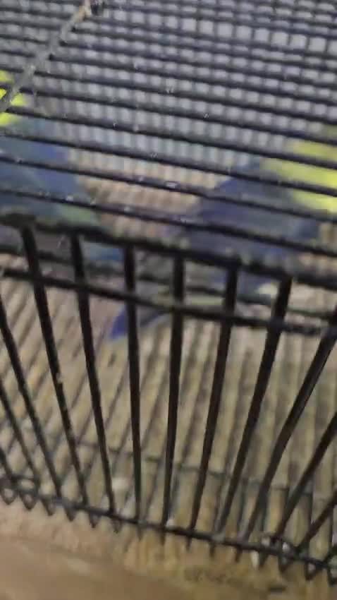 African Love Birds | Opaline, farm video