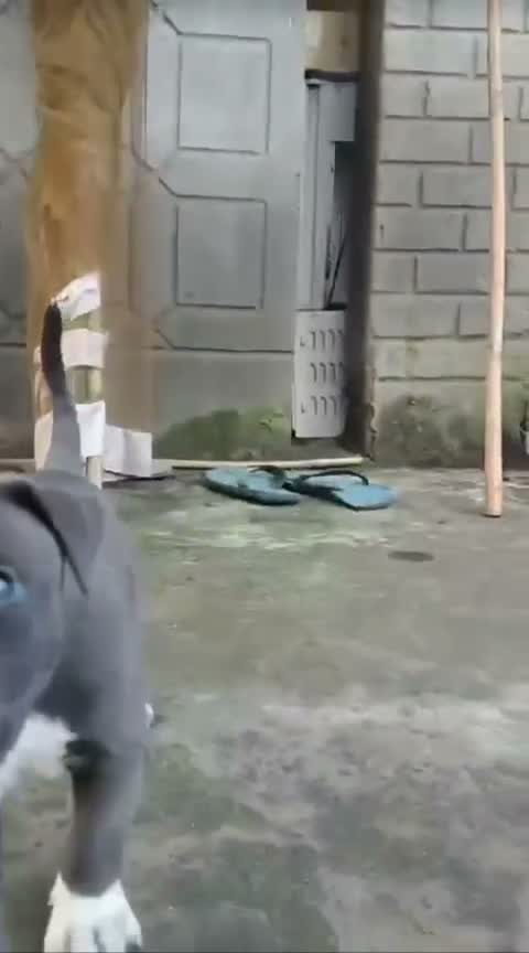 American Bully Pocket Size Puppy, farm video
