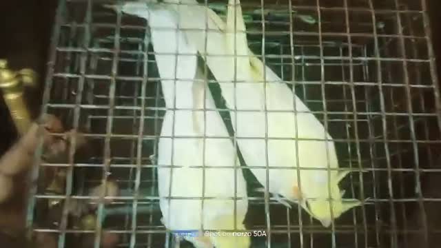 Cockatiel, farm video