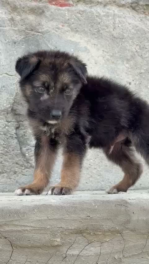 German Shepherd Puppy, farm video