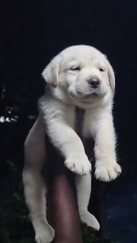 Beagle Black & Tan Puppy, farm video