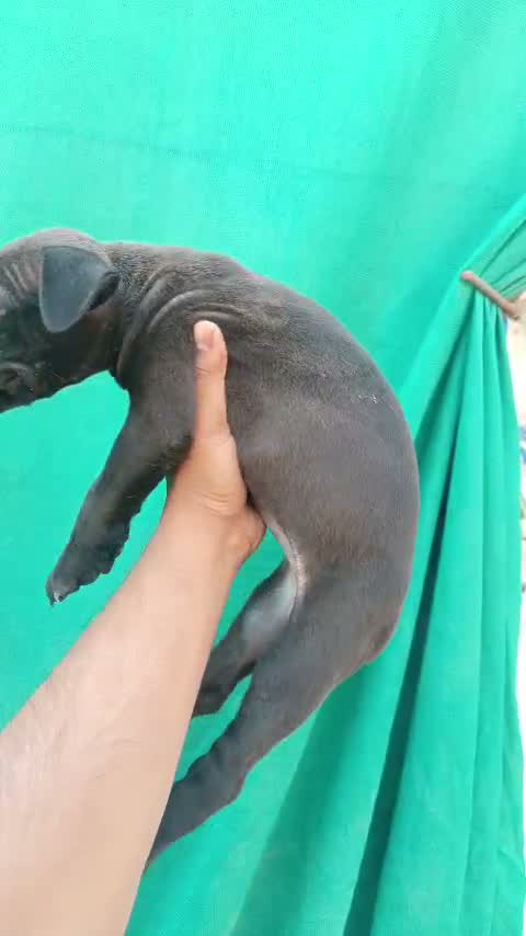Pitbull Terrier Puppy, farm video