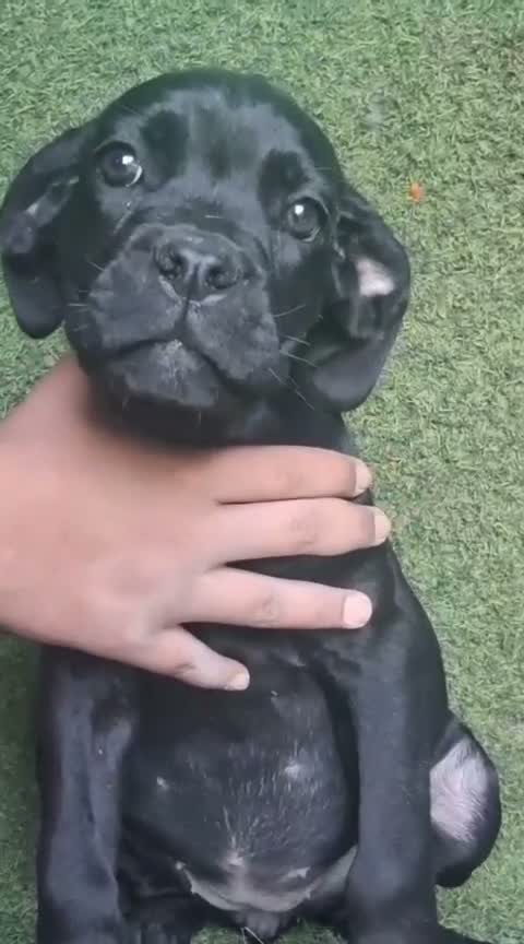 Cane Corso Puppy | Brindle, farm video