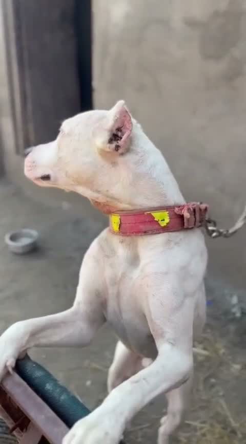 Dogo Argentino Puppy, farm video