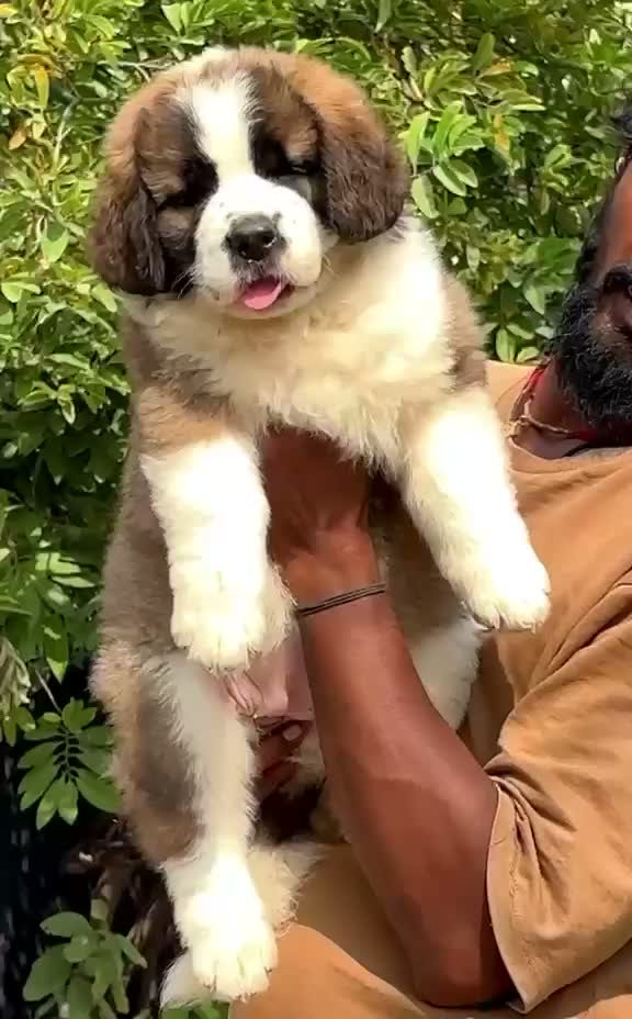 Saint Bernard Puppy, farm video