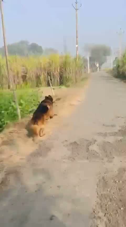 German Shepherd Puppy, farm video