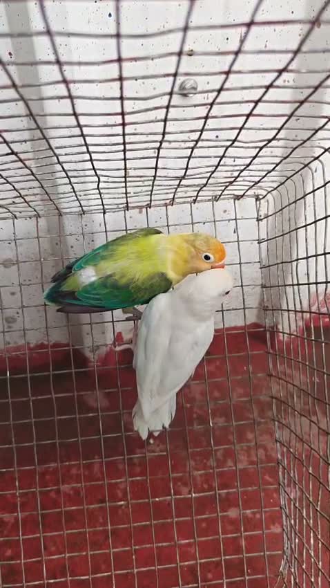 African Love Birds, farm video