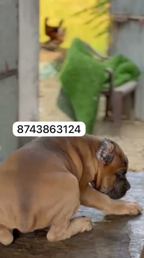 Cane Corso Puppy | Blue, farm video