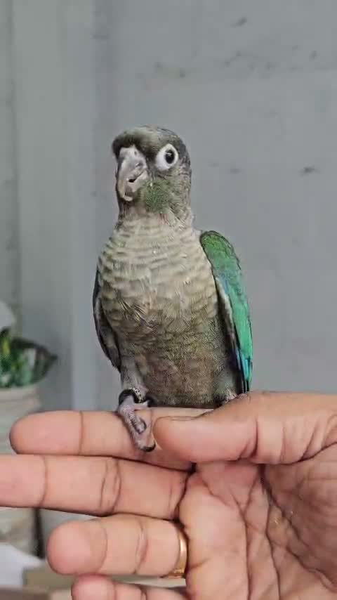 Green Cheek Conure, farm video