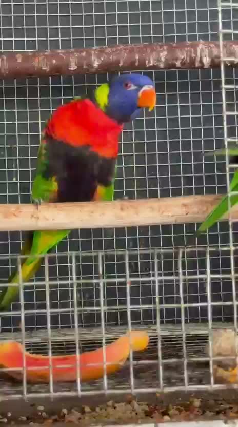 Chattering Lorikeet, farm video
