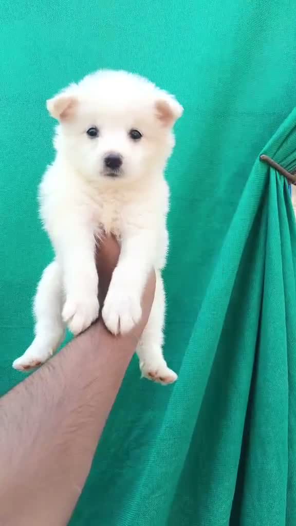 Pomeranian Puppy, farm video