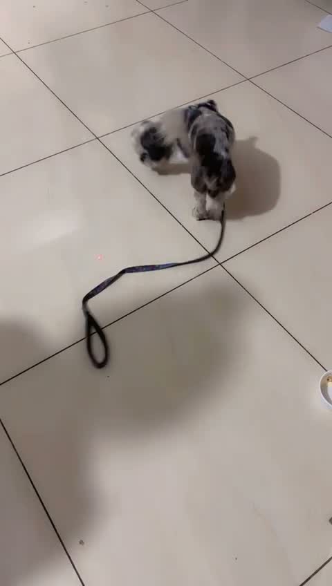 Shih Tzu | Black Color, farm video