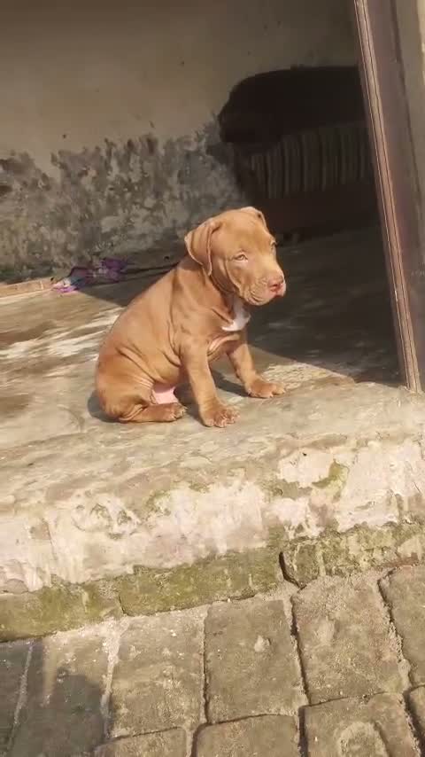 Pitbull Terrier Puppy, farm video