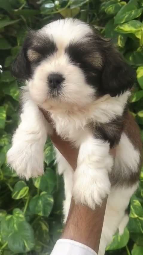 Shih Tzu | Black Color, farm video