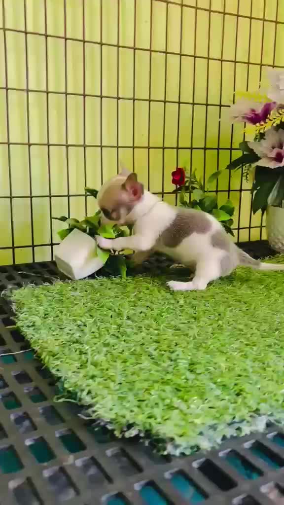 Toy Poodle Puppy, farm video
