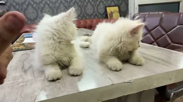 Persian, farm video