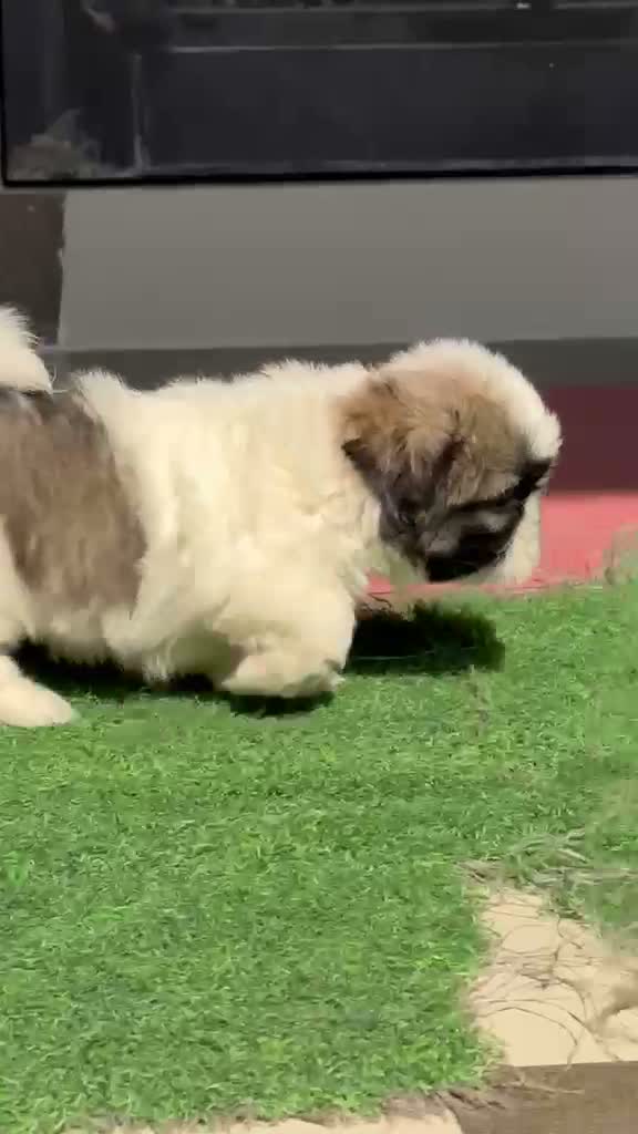 Shih Tzu | Black Color, farm video