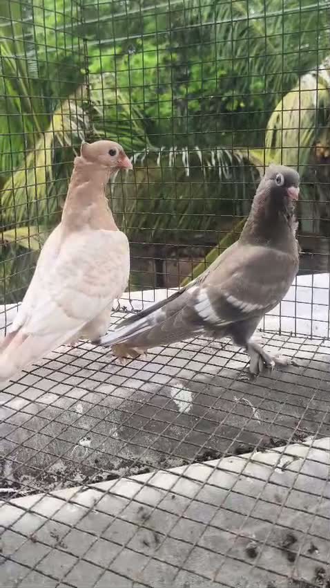 Fantail Pigeon, farm video