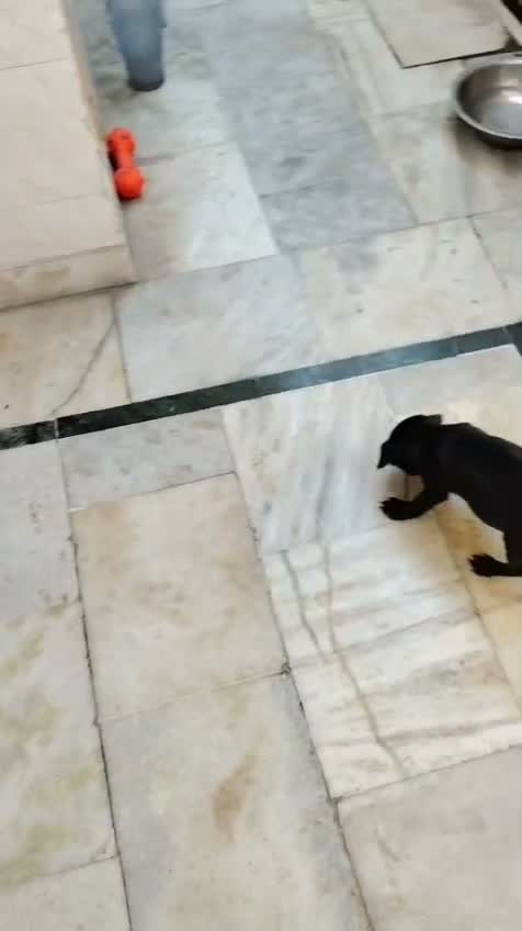 Pug Puppy, farm video