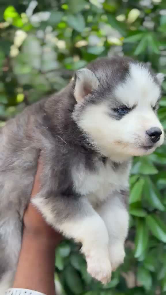 Siberian Husky Puppy | Black & White Color, farm video