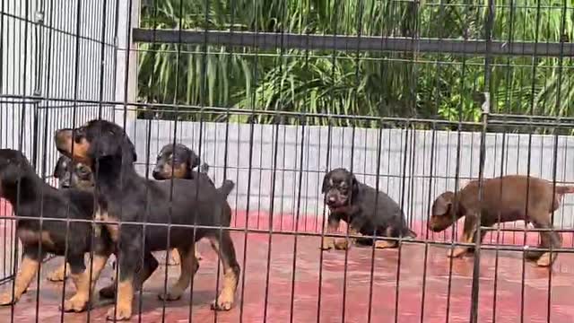 Dachshund Puppy | Brown, farm video