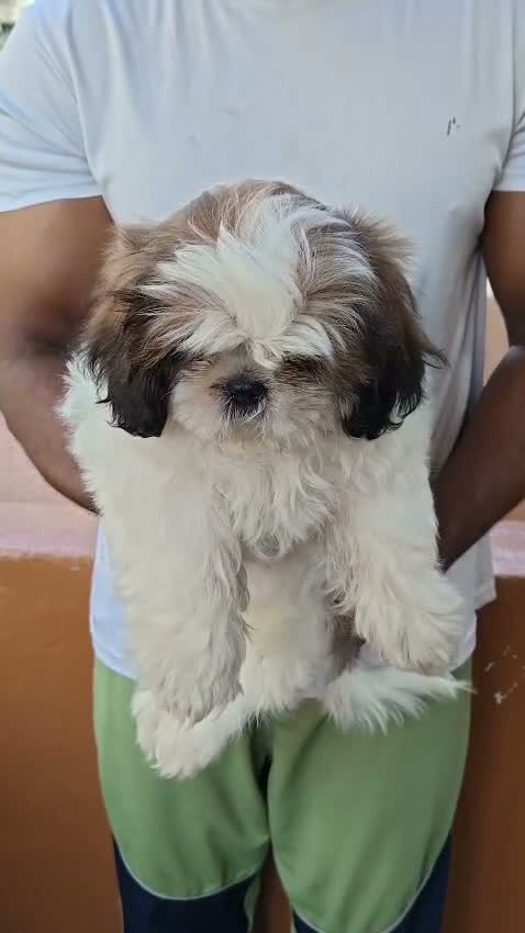 Shih Tzu | Black Color, farm video