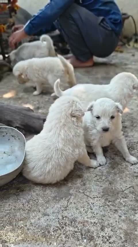 Pomeranian Puppy, farm video