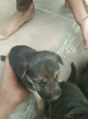 German Shepherd Puppy, farm video