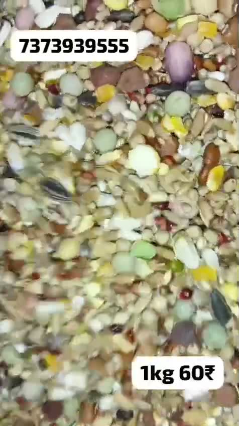 Fantail Pigeon, farm video