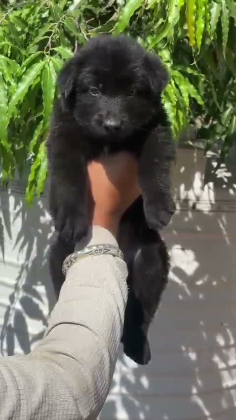 German Shepherd Puppy, farm video