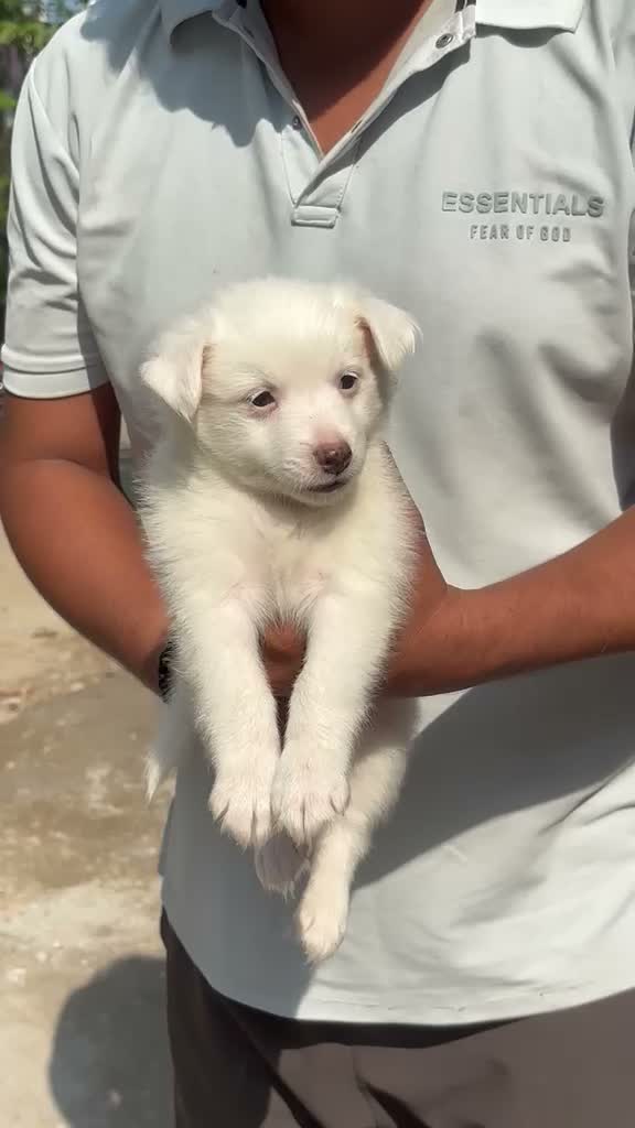 Pomeranian Puppy, farm video