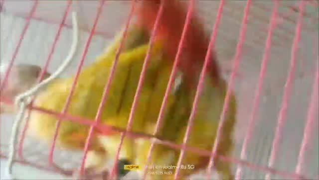 Sun Cheek Conure, farm video
