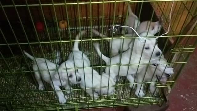 Beagle Black & Tan Puppy, farm video