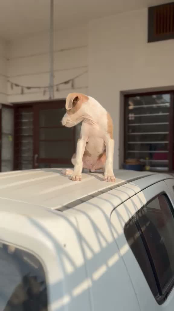 Pitbull Terrier Puppy, farm video