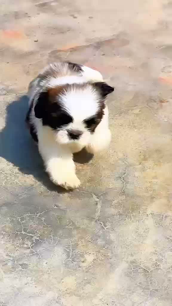 Shih Tzu | Black Color, farm video