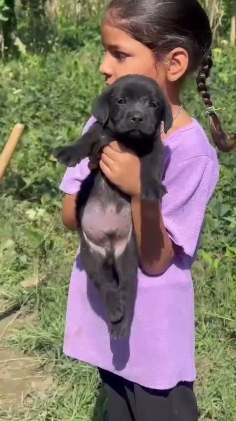 Beagle Black & Tan Puppy, farm video