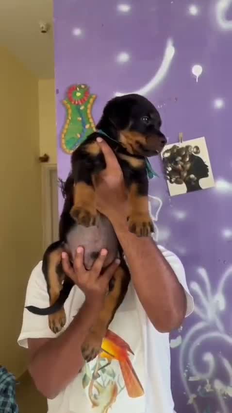 Rottweiler Puppy, farm video