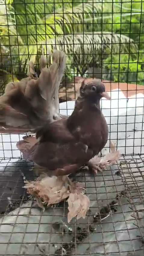 Fantail Pigeon, farm video