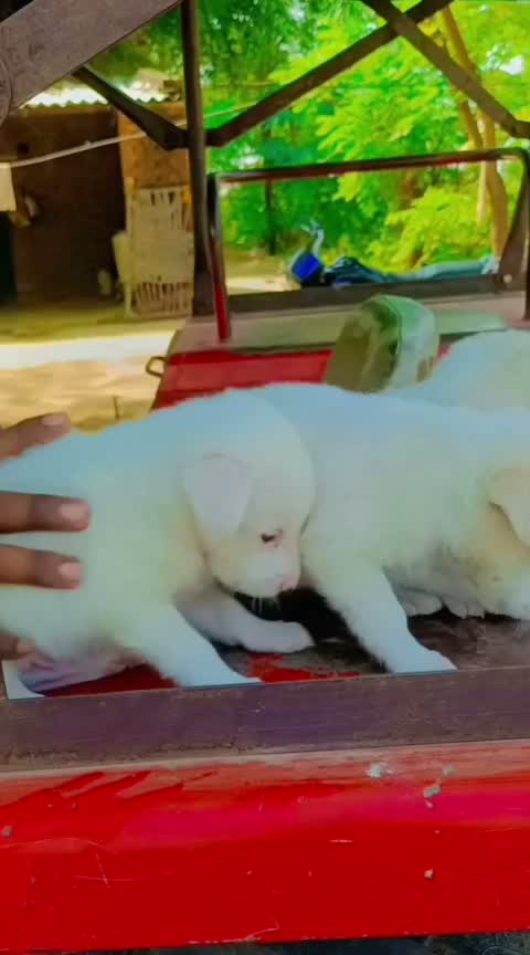 Dachshund Puppy | Brown, farm video