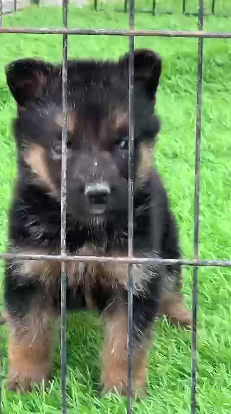 German Shepherd Puppy, farm video