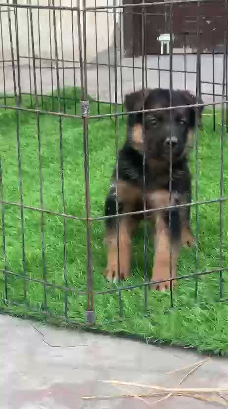 Dachshund Puppy | Brown, farm video