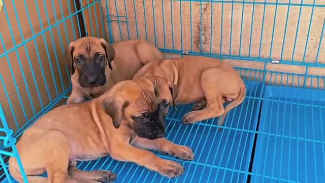 Great Dane Puppy, farm video