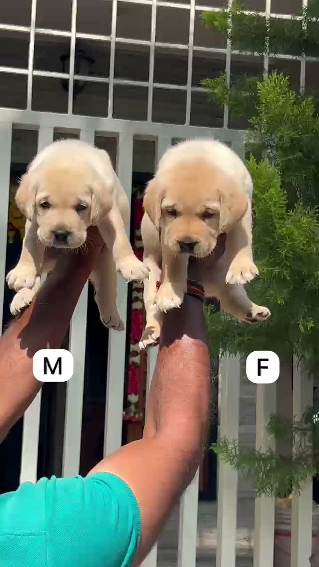 Beagle Black & Tan Puppy, farm video
